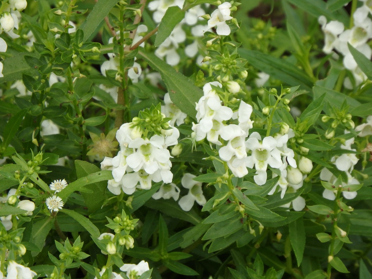 『フラワーパーク江南の花散歩～』_d0054276_20512165.jpg