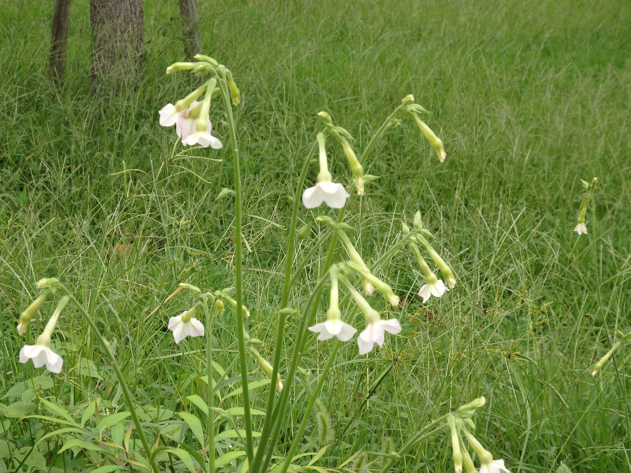 『フラワーパーク江南の花散歩～』_d0054276_20525375.jpg