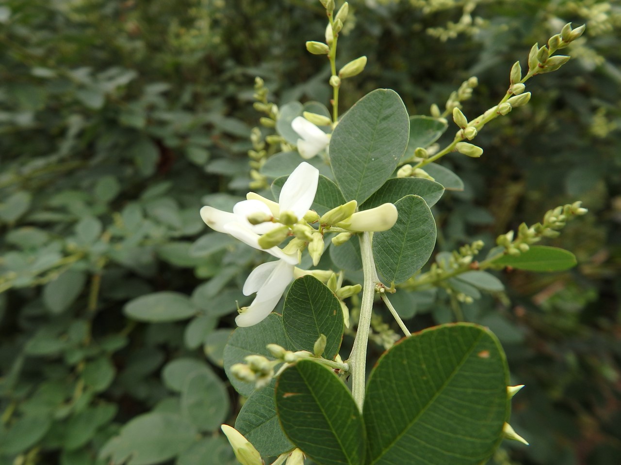 『フラワーパーク江南の花散歩～』_d0054276_2052786.jpg