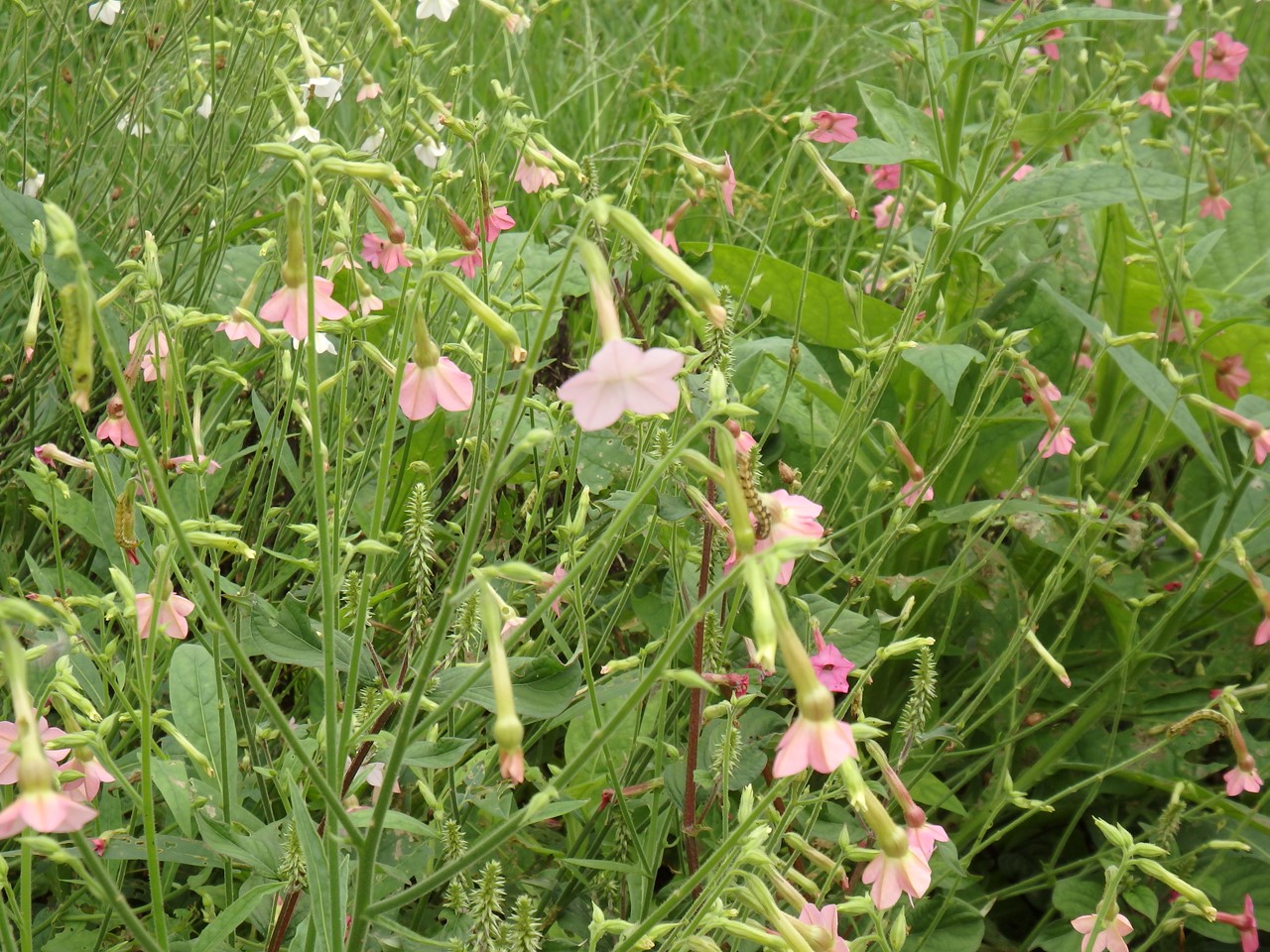 『フラワーパーク江南の花散歩～』_d0054276_2053482.jpg