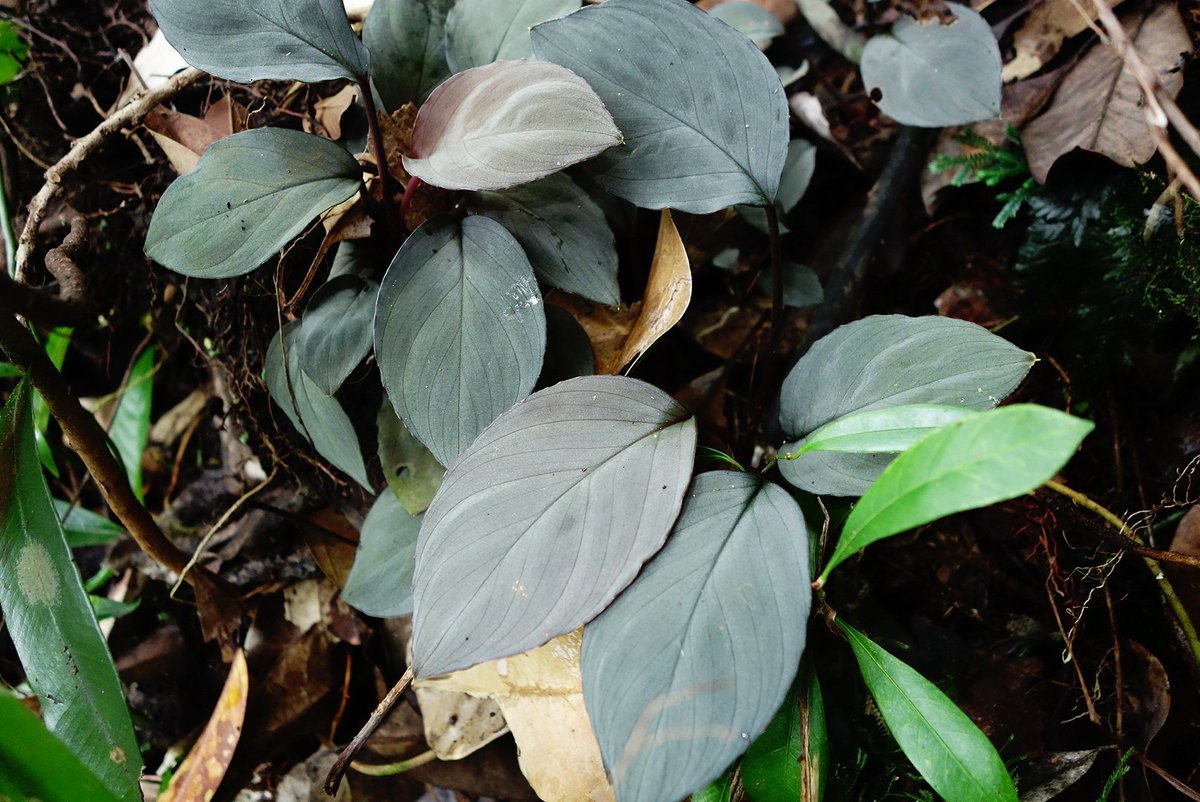 LA0217-03】Homalomena sp 銀鮫 ホマロメナ パルダリウム｜Yahoo
