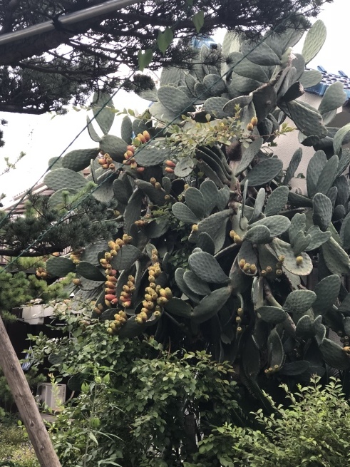 d0141781_23190317.jpeg