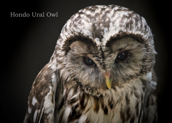 ホンドフクロウ： Hondo Ural Owl _b0249597_06160250.jpg