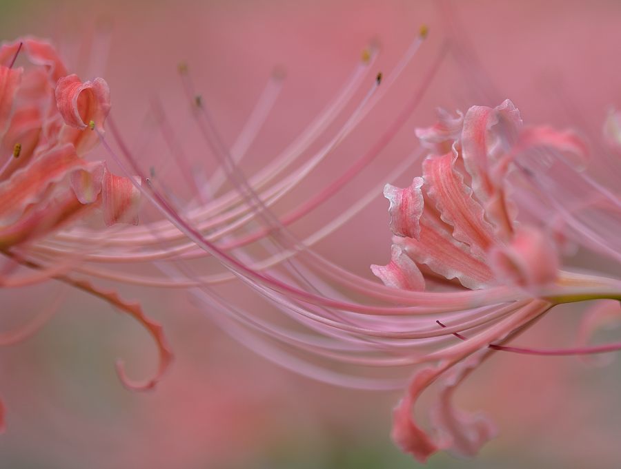 彼岸花色とりどり_c0315700_16202883.jpg