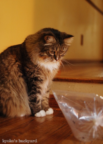 バッタと遊ぶBailey その1(猫ビデオ付き)_b0253205_04584178.jpg