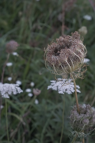 d0363108_17171514.jpeg