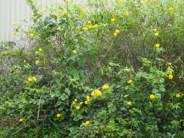八重の山吹の花 18 9 14 徳ちゃん便り
