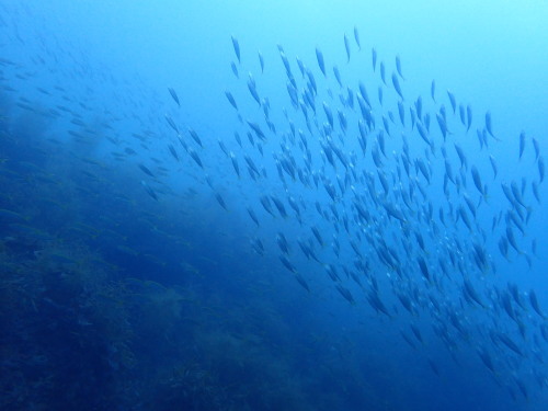 d0070216_15511175.jpg