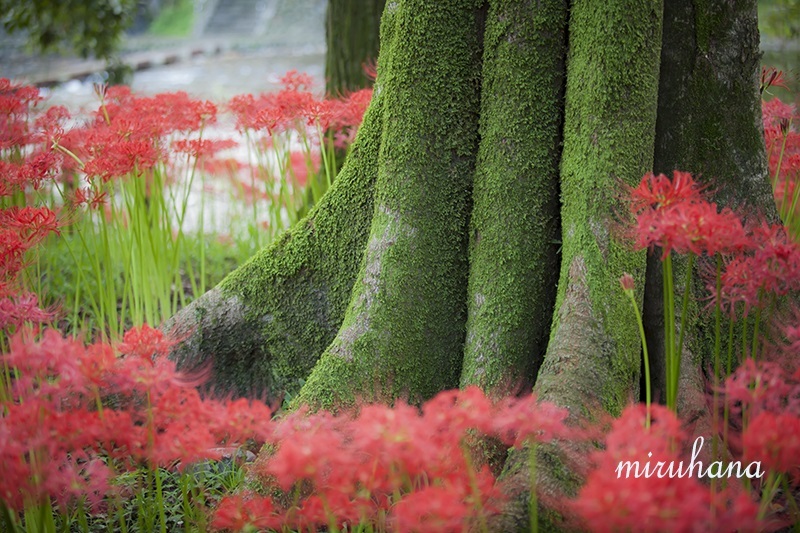 巾着田＊彼岸花と樹木のコラボ。_c0037519_14593838.jpg