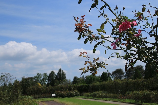 e0321325_19235111.jpg