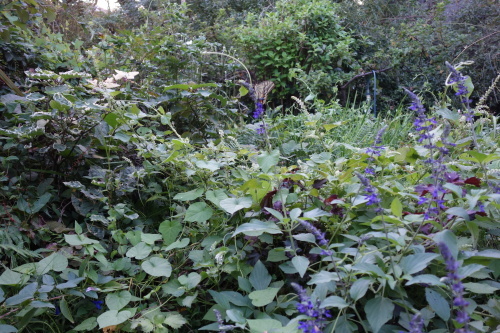 f0375039_07254727.jpeg