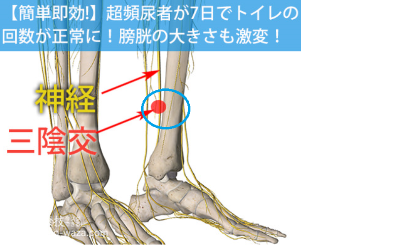 柴犬に気に入られる・指１本で頻尿解決_e0355140_17294634.png