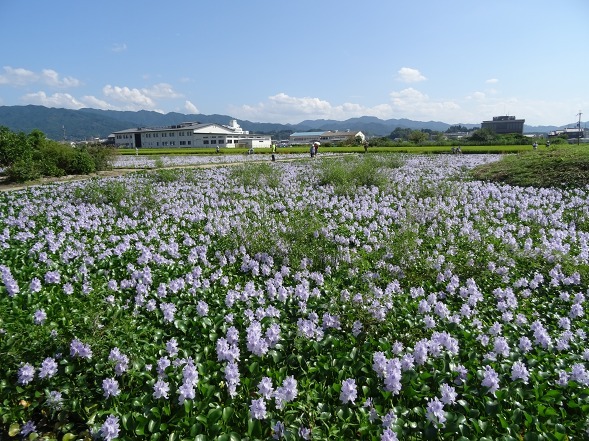 本薬師寺跡の彼岸花_b0299042_17492205.jpg