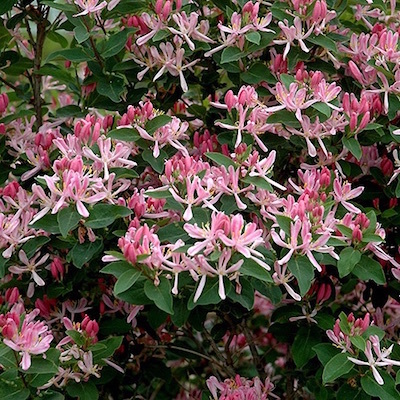 c0109850_02215845.jpg