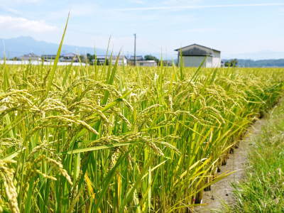 熊本県産!健康農園さんの無農薬栽培『雑穀米』『発芽玄米』大好評販売中!令和6年度の稲刈りはまもなく_a0254656_18220319.jpg