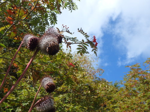b0335256_16015741.jpg