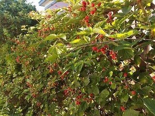 e0004756_21173989.jpg