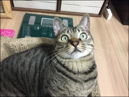 猫サミット再び_b0300759_22402625.jpg