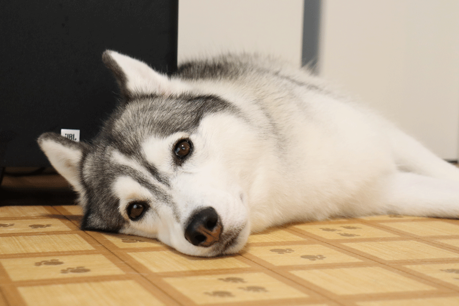 a0241761_15405911.gif