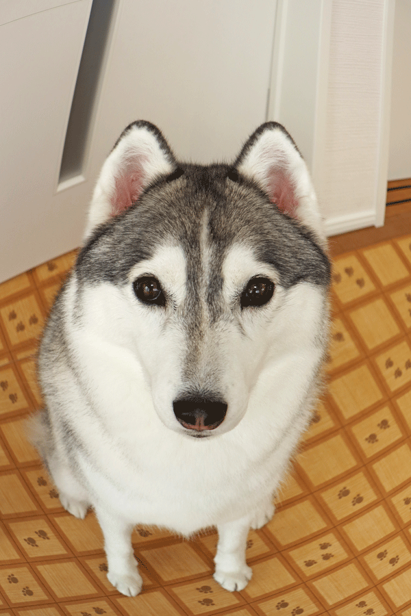 a0241761_15411161.gif