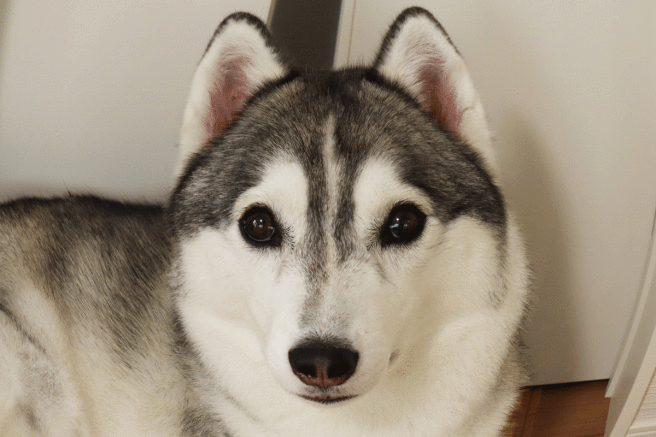 a0241761_15411968.gif