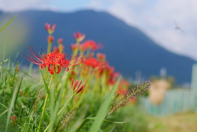 蕎麦の花　～亀岡　犬甘野～_b0358575_18113042.jpg