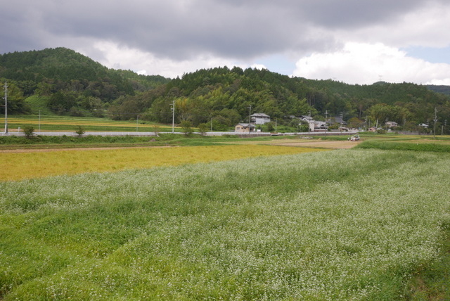 蕎麦の花　～亀岡　犬甘野～_b0358575_18215436.jpg