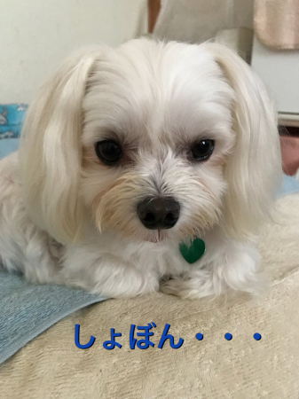 b0193480_13451082.jpeg