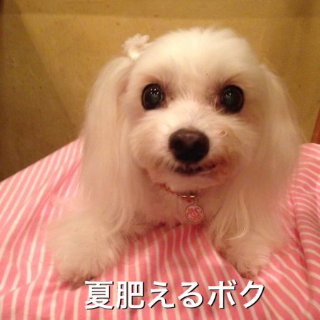 b0193480_13453458.jpeg