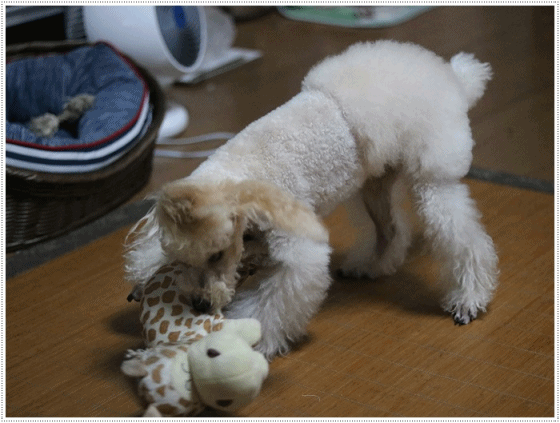 b0175688_19492985.gif