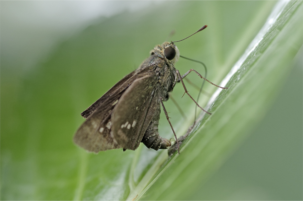 ●● よく見かける光景・・・・・・・イチモンジセセリの吸い戻し行為 ●●_d0209988_22072365.jpg