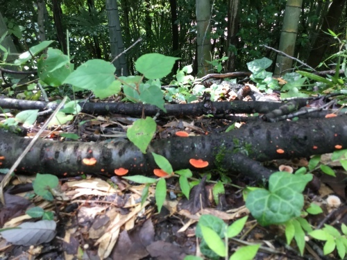 b0195100_08144168.jpeg