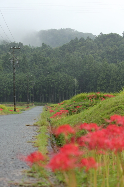 雨に彼岸花_d0354901_20545244.jpg