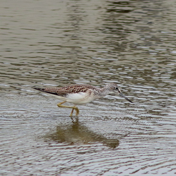 雨の日の探鳥　　Ⅲ　　アオアシシギ　　　　ＳＤＹ_d0346713_20362571.jpg