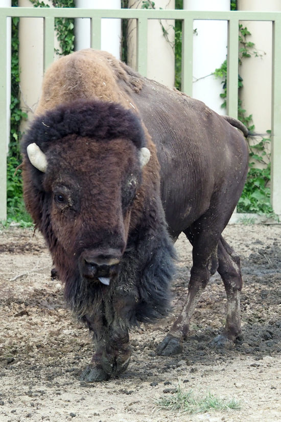 アメリカバイソンと蝶 動物園放浪記