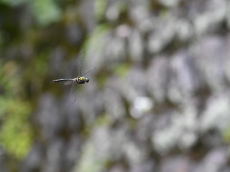 2018年9月中旬　山梨県　ヒサマツミドリシジミ初撮り_c0353632_10165442.jpg