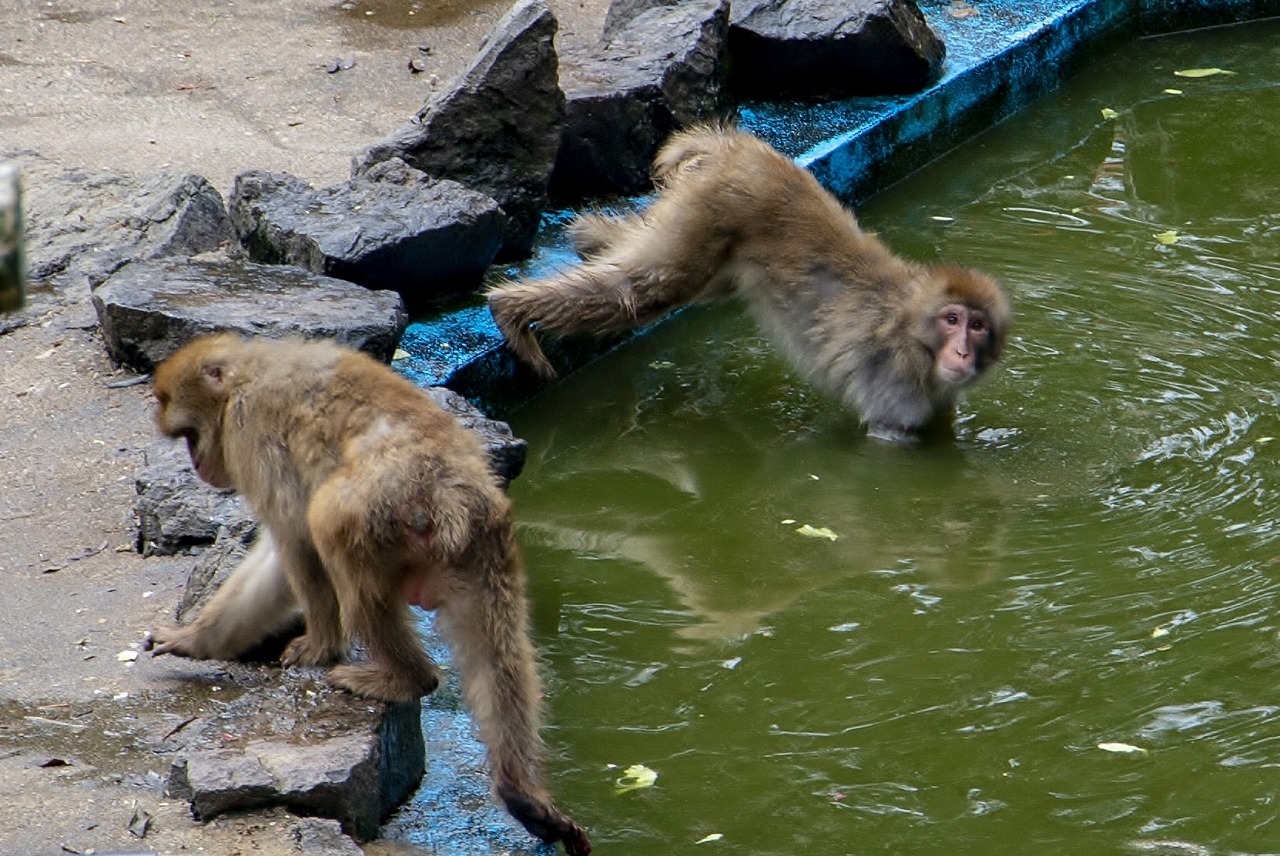 公園の動物園_f0297537_11023447.jpg