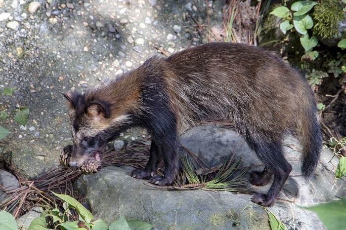 公園の動物園_f0297537_11381209.jpg