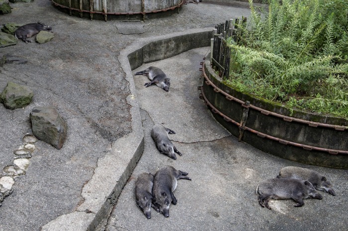 公園の動物園_f0297537_11383976.jpg