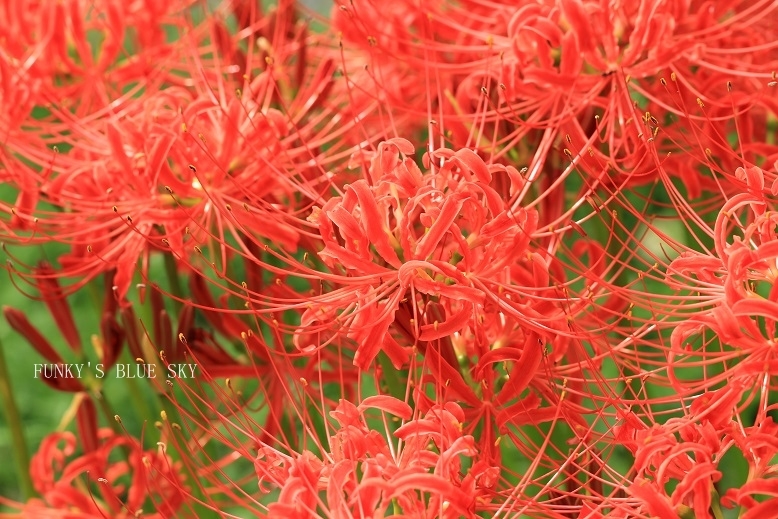 c0145250_09580286.jpg