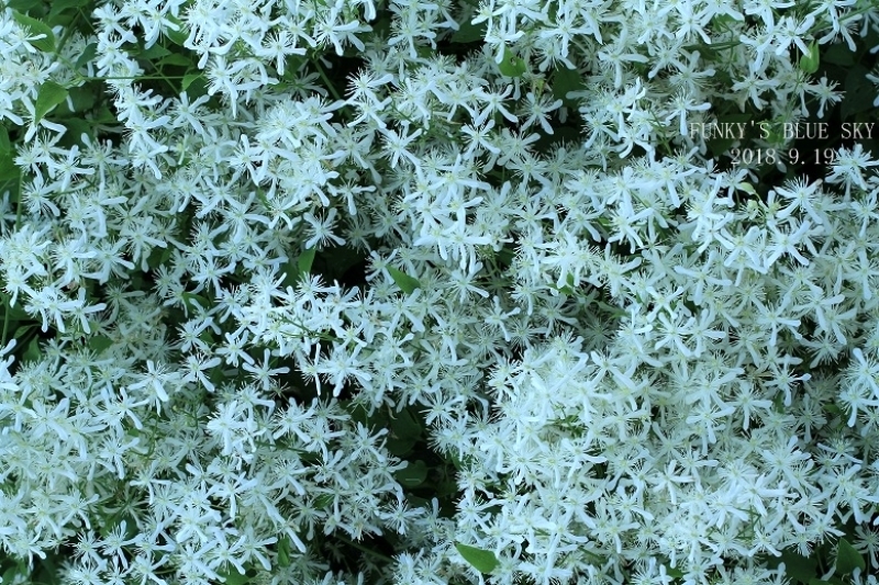 c0145250_09580525.jpg