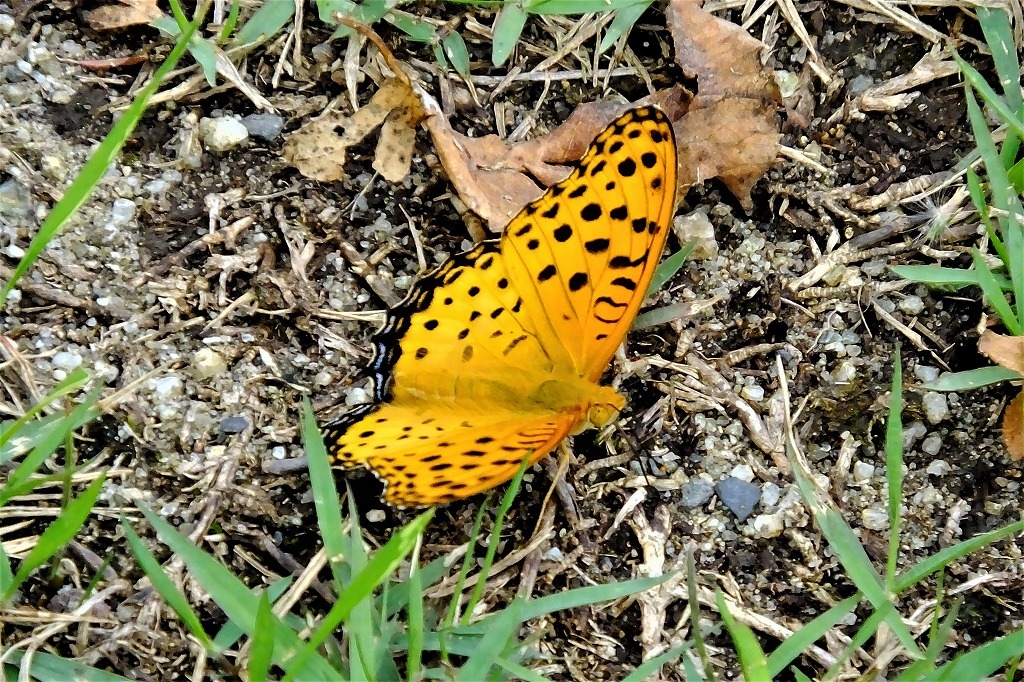 b0236251_11252684.jpg