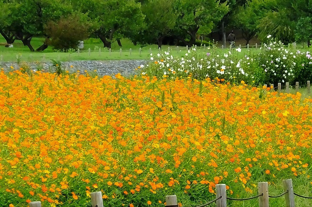 コスモス畑の風景、他_b0236251_11294718.jpg