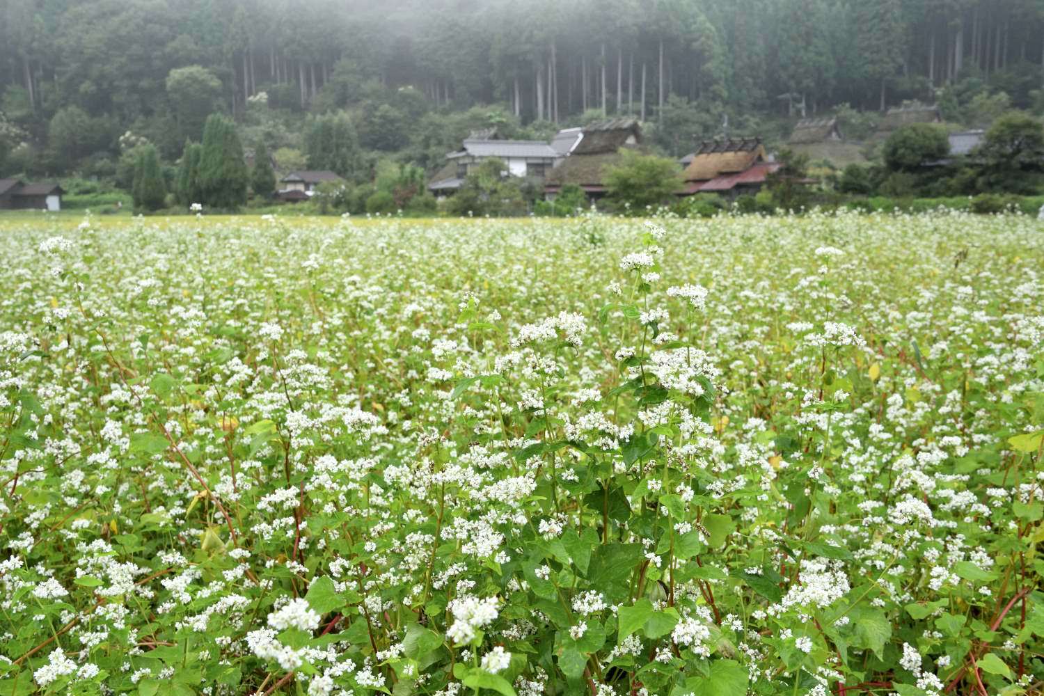 小雨に煙る　　　京都府_d0286954_17375110.jpg