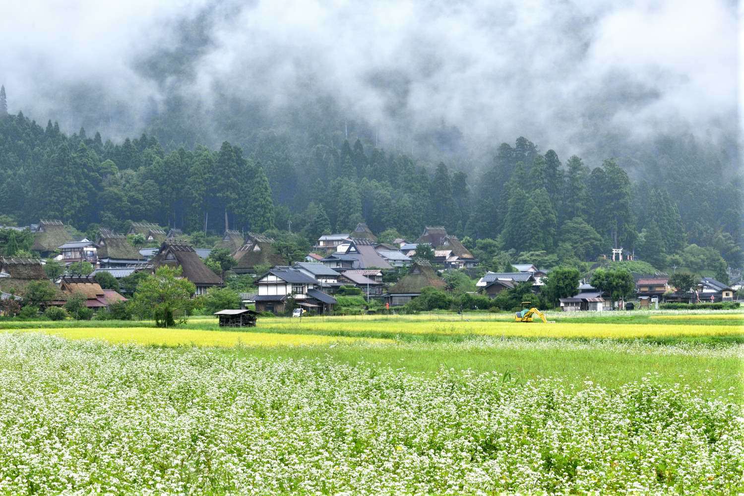 小雨に煙る　　　京都府_d0286954_17381341.jpg