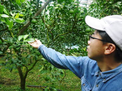 デコポン(肥後ポン) 今年の果実も順調に肥大し、来年の花芽となる夏芽も元気に育っています!(後編)_a0254656_20375555.jpg