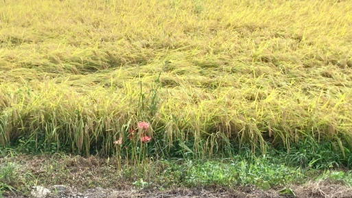 a0053063_14244211.jpeg