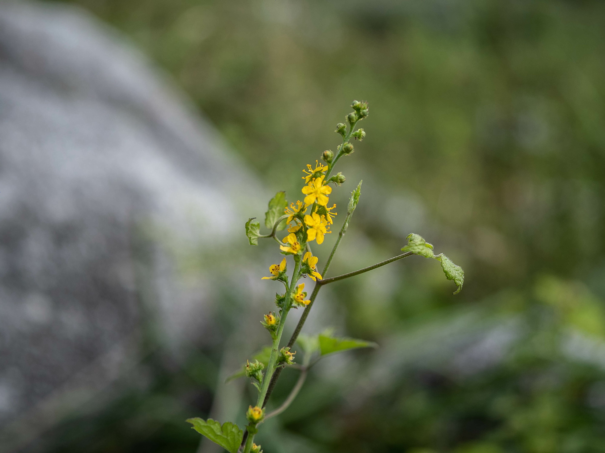 平尾台の秋の花々・最終_e0015567_19595369.jpg