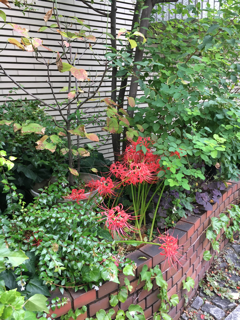 にんにくを植えた後_f0363168_19475226.png