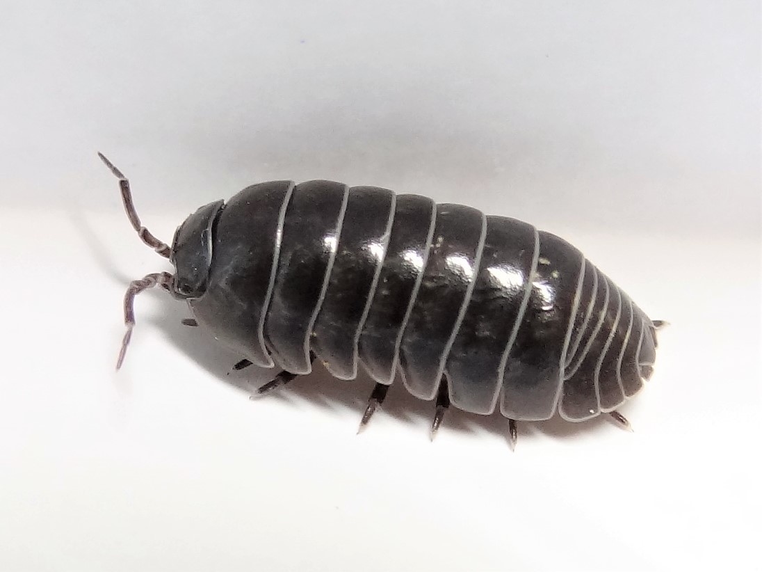 自然学習講座 土の中の生き物を知ろう のご案内 水元かわせみの里水辺のふれあいルーム